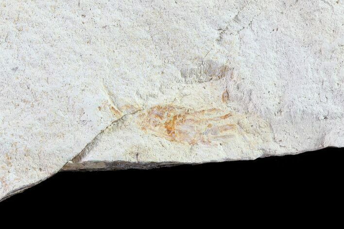 Fossil Pea Crab (Pinnixa) From California - Miocene #74466